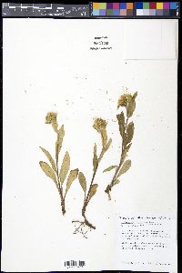 Oreochrysum parryi image