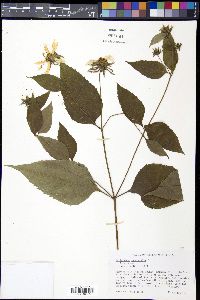 Helianthus decapetalus image