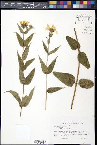 Helianthus hirsutus image