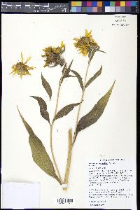 Helianthus maximiliani image