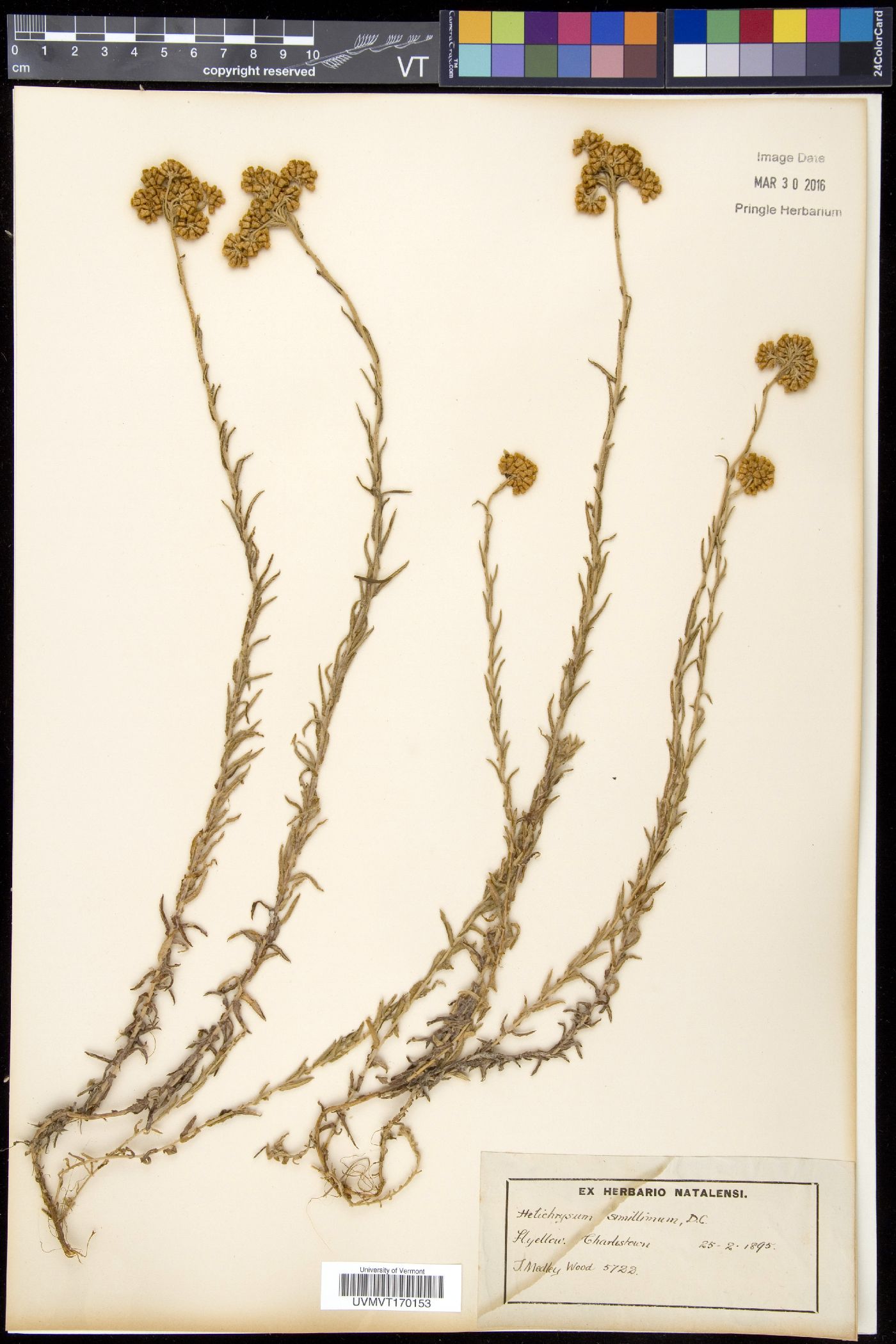 Helichrysum image