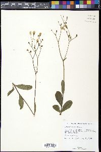 Hieracium gronovii image