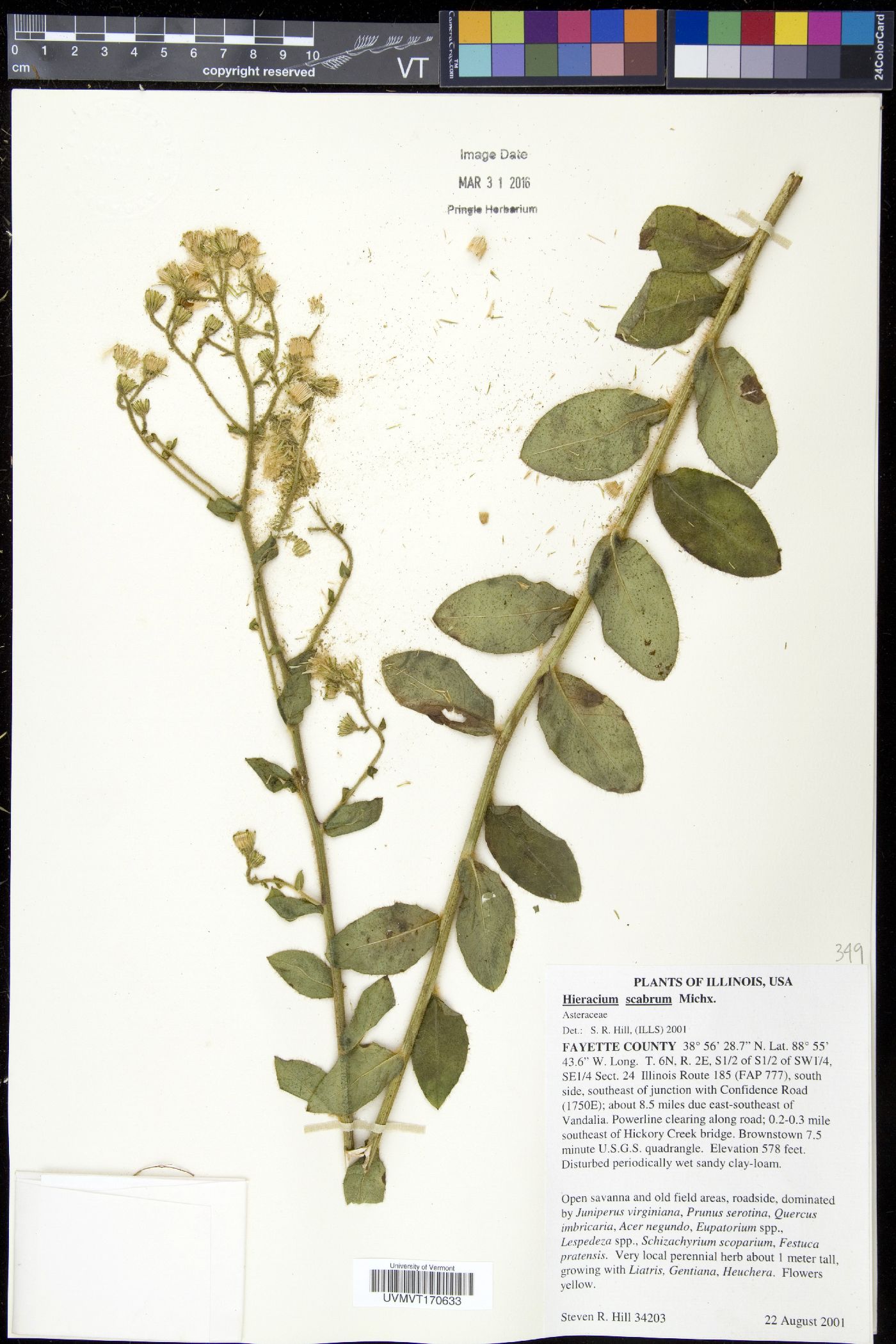 Hieracium scabriusculum image