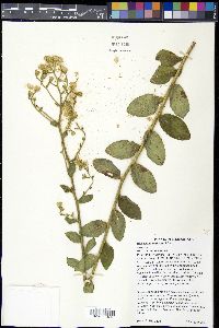 Hieracium scabriusculum image