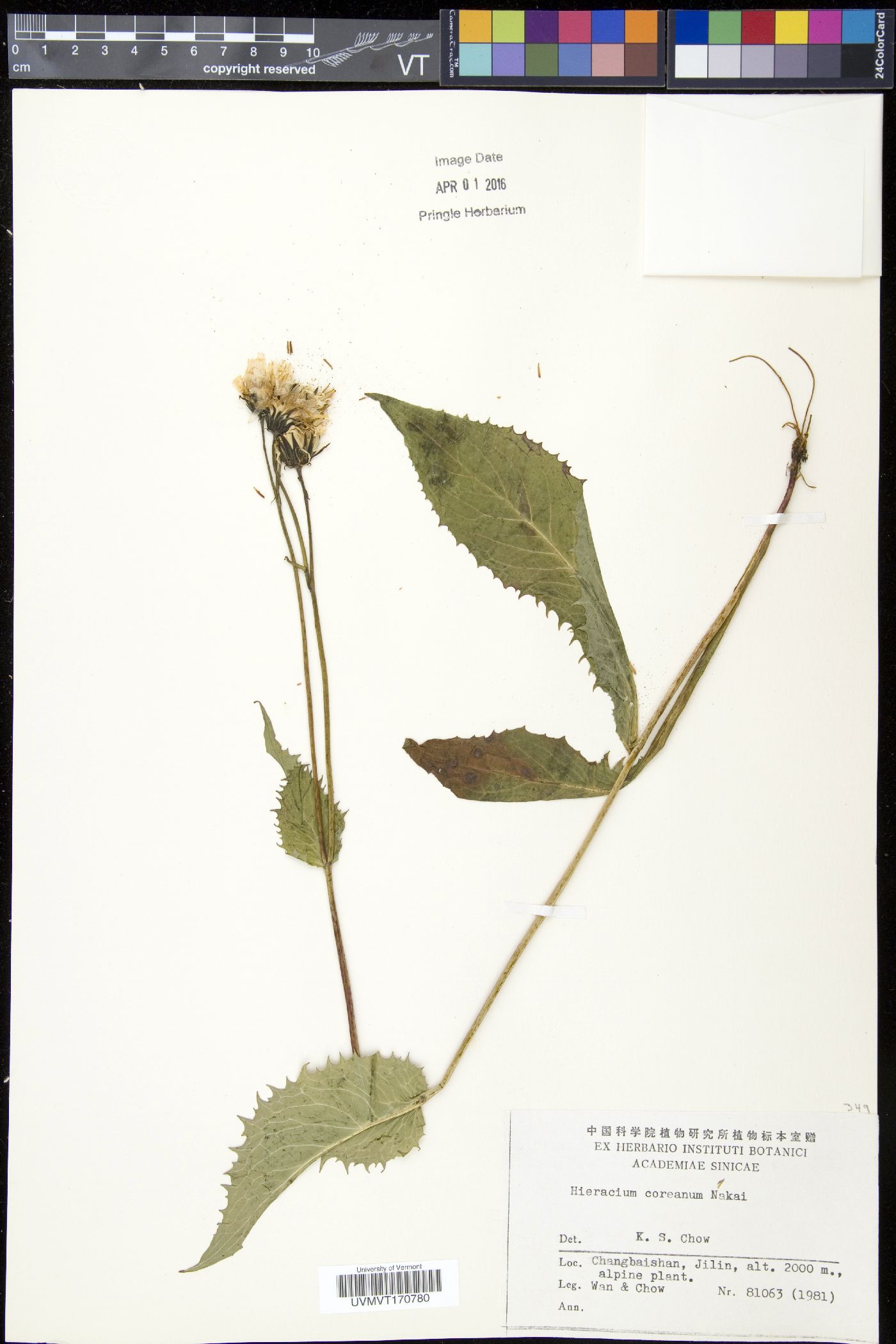 Crepis coreana image