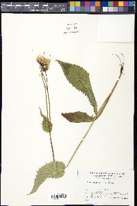 Image of Crepis coreana