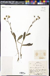 Hieracium japonicum image