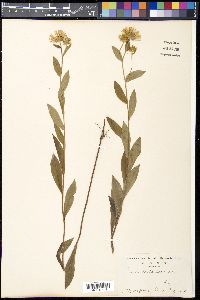 Inula britannica image