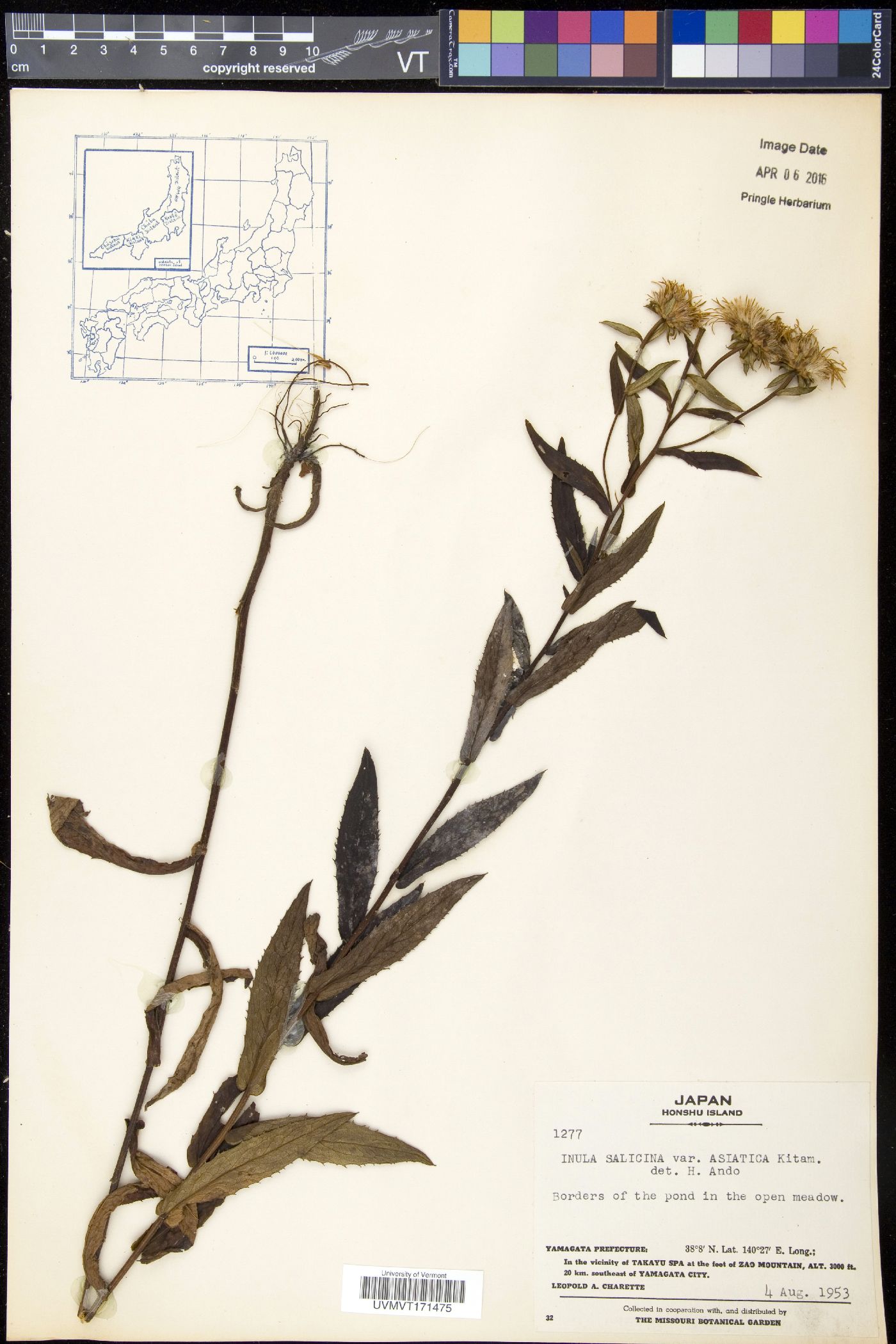 Pentanema salicinum subsp. salicinum image