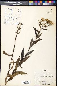 Pentanema salicinum subsp. salicinum image
