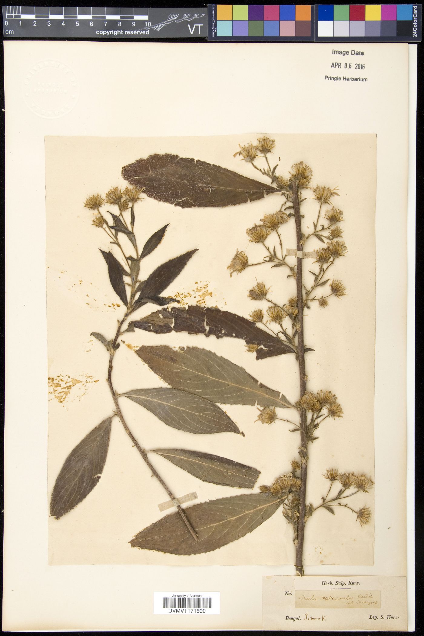 Duhaldea rubricaulis image