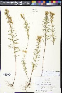 Ionactis linariifolia image