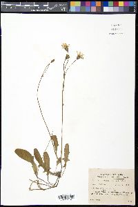 Ixeris japonica image