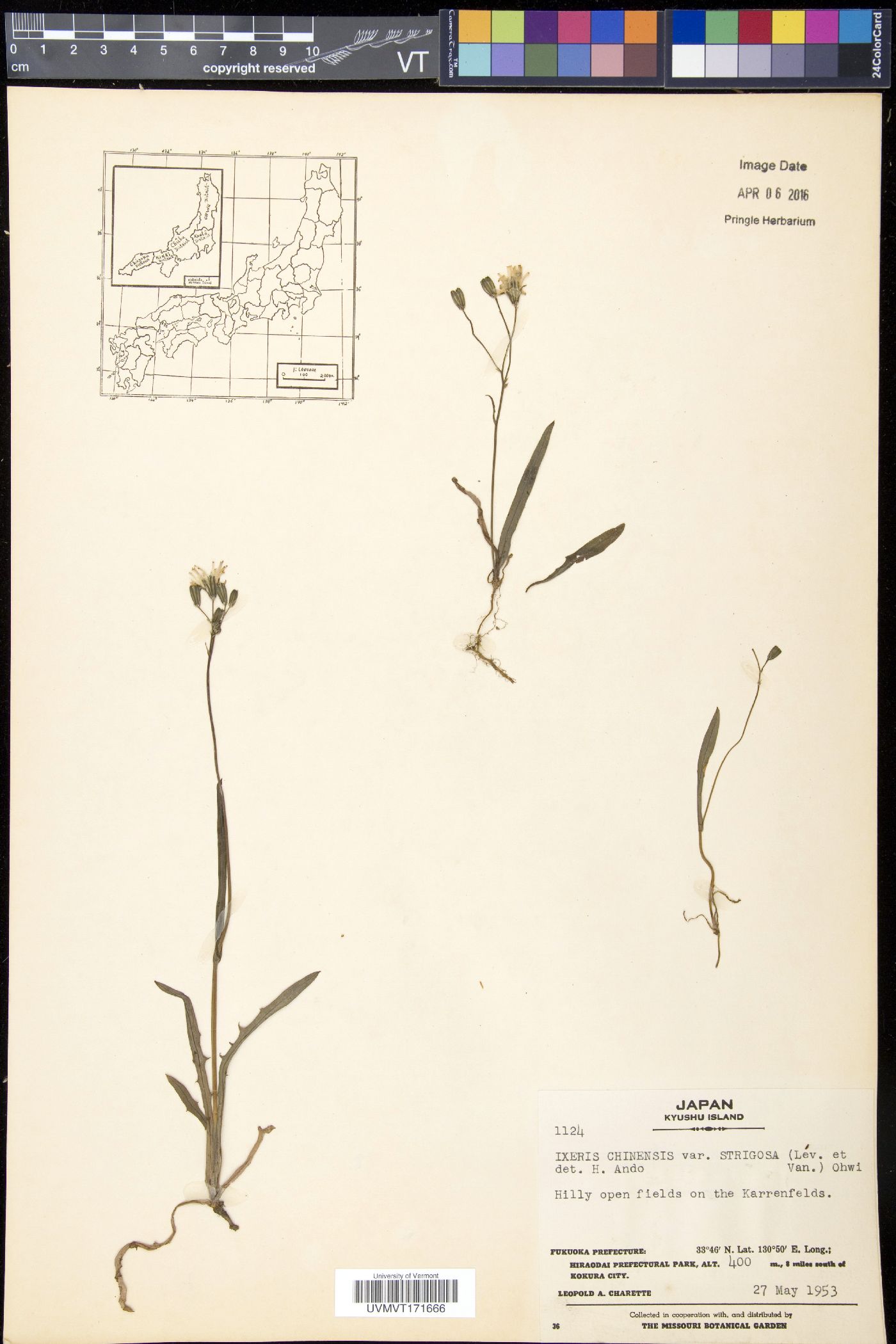 Ixeris chinensis subsp. strigosa image