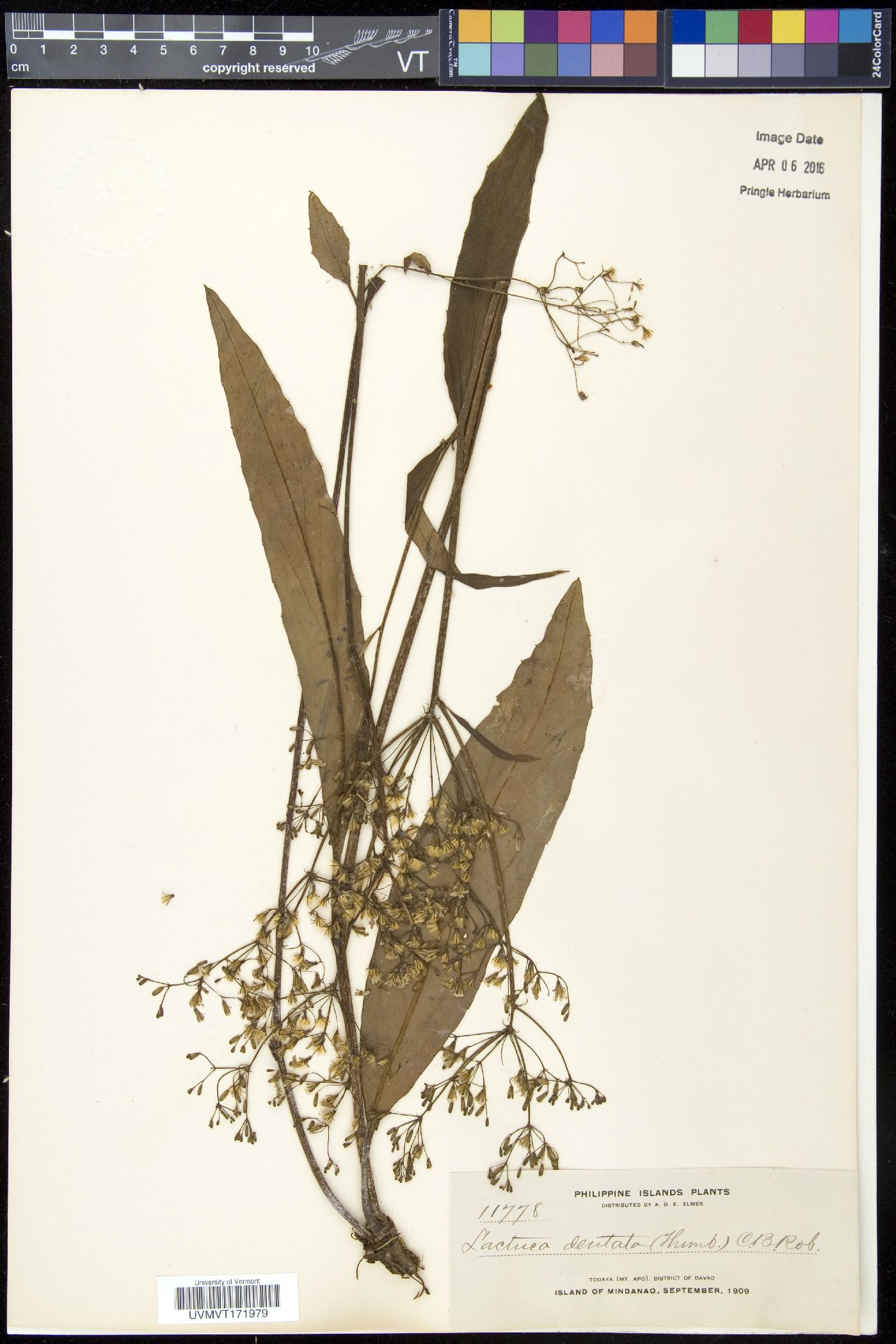 Lactuca dentata image