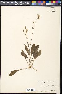 Ixeris japonica image