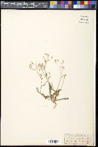 Image of Lactuca auriculata