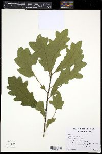 Quercus austrina image