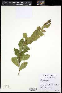 Image of Quercus minima