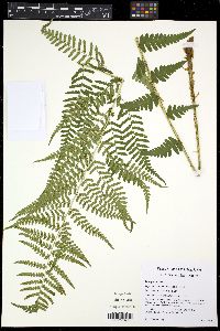 Dryopteris ludoviciana image