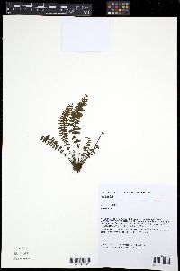 Asplenium formosum image