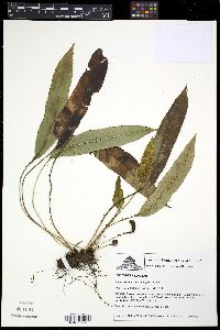 Elaphoglossum hybridum image