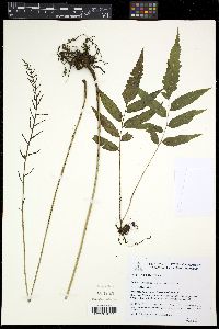 Bolbitis serratifolia image