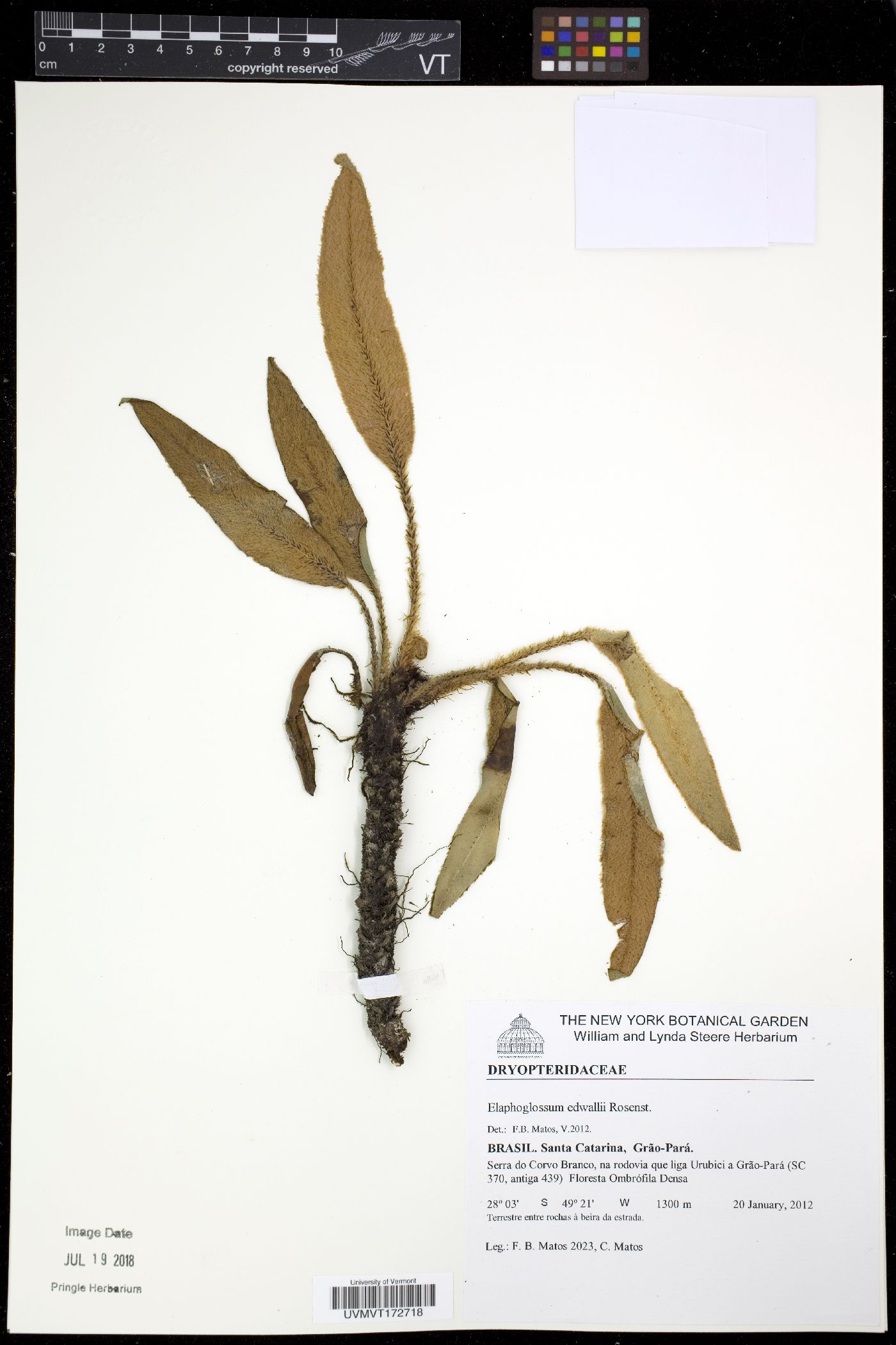 Elaphoglossum edwallii image