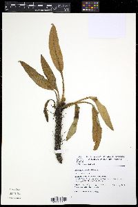 Elaphoglossum edwallii image