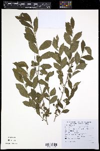 Image of Prunus glandulosa