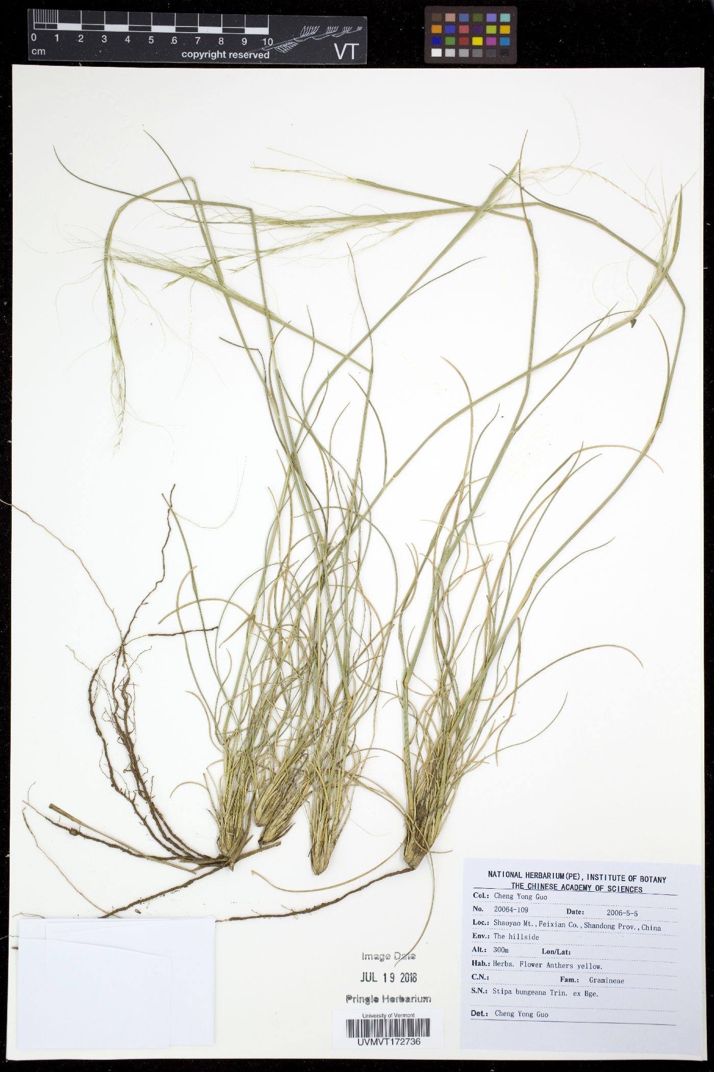 Stipa bungeana image