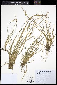 Image of Carex breviculmis