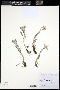Leontopodium junpeianum image