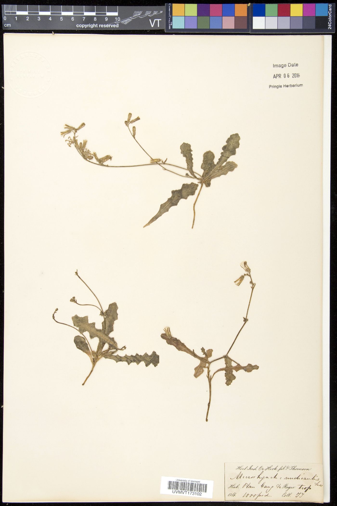 Launaea procumbens image