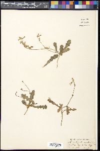 Image of Launaea procumbens