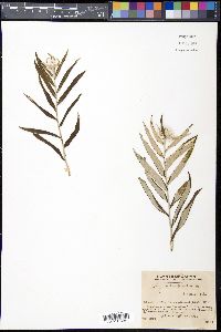 Leontopodium japonicum image