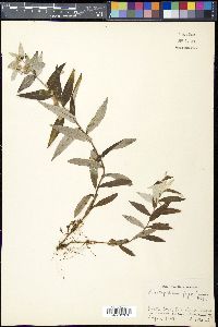 Leontopodium japonicum image