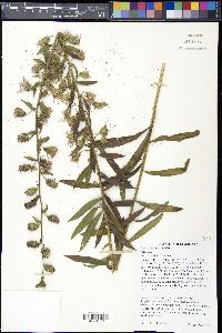 Liatris aspera image