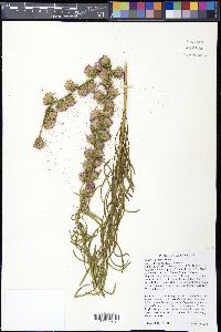 Liatris aspera image