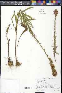 Liatris aspera image