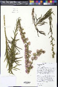 Liatris aspera image