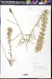 Liatris elegans image