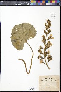 Ligularia fischeri image