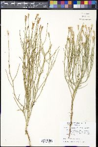 Lygodesmia juncea image