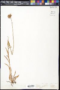 Marshallia graminifolia image