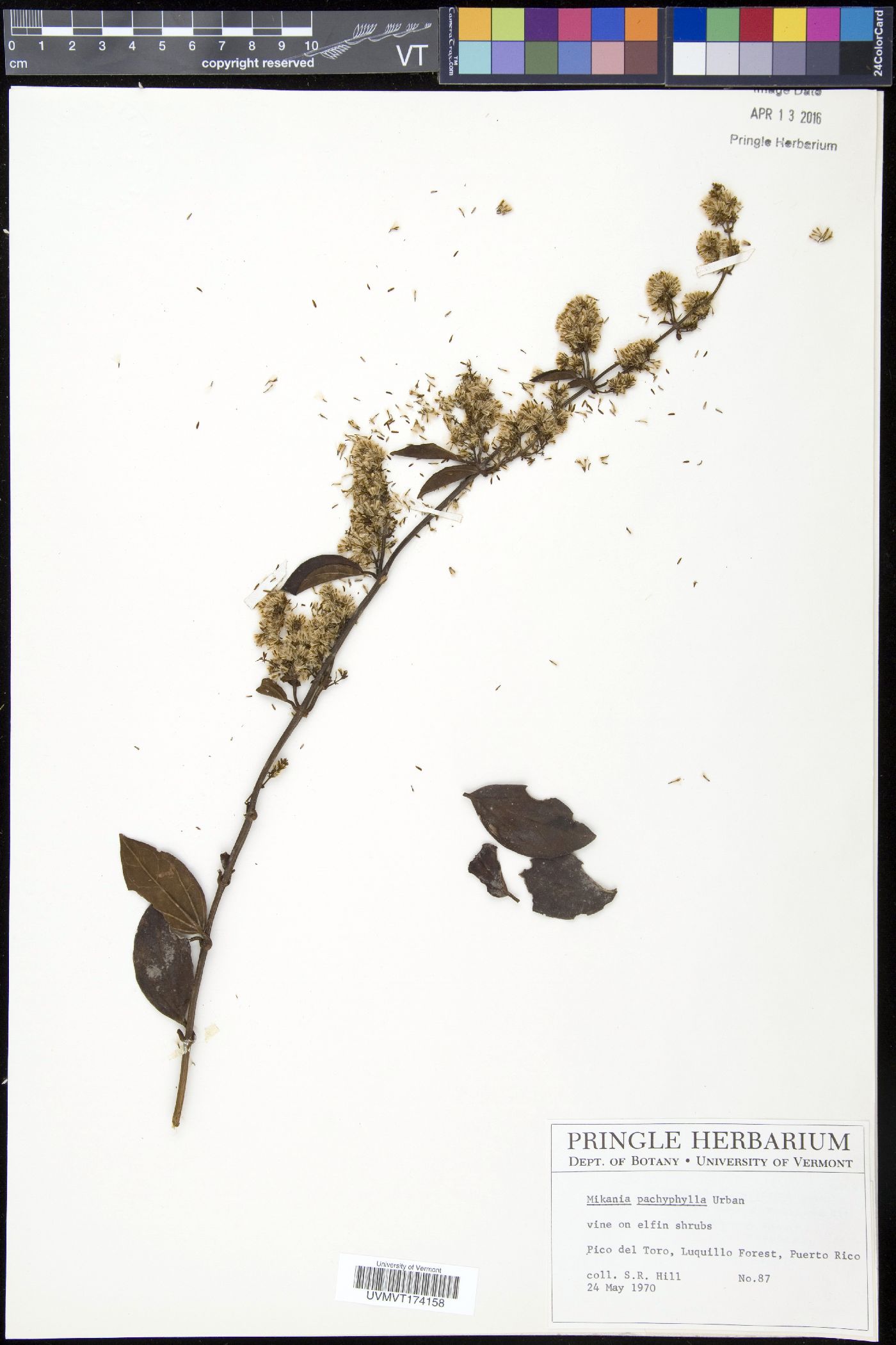 Mikania pachyphylla image