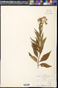 Image of Olearia glutinosa