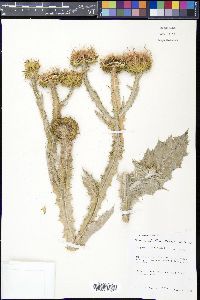 Onopordum acanthium image