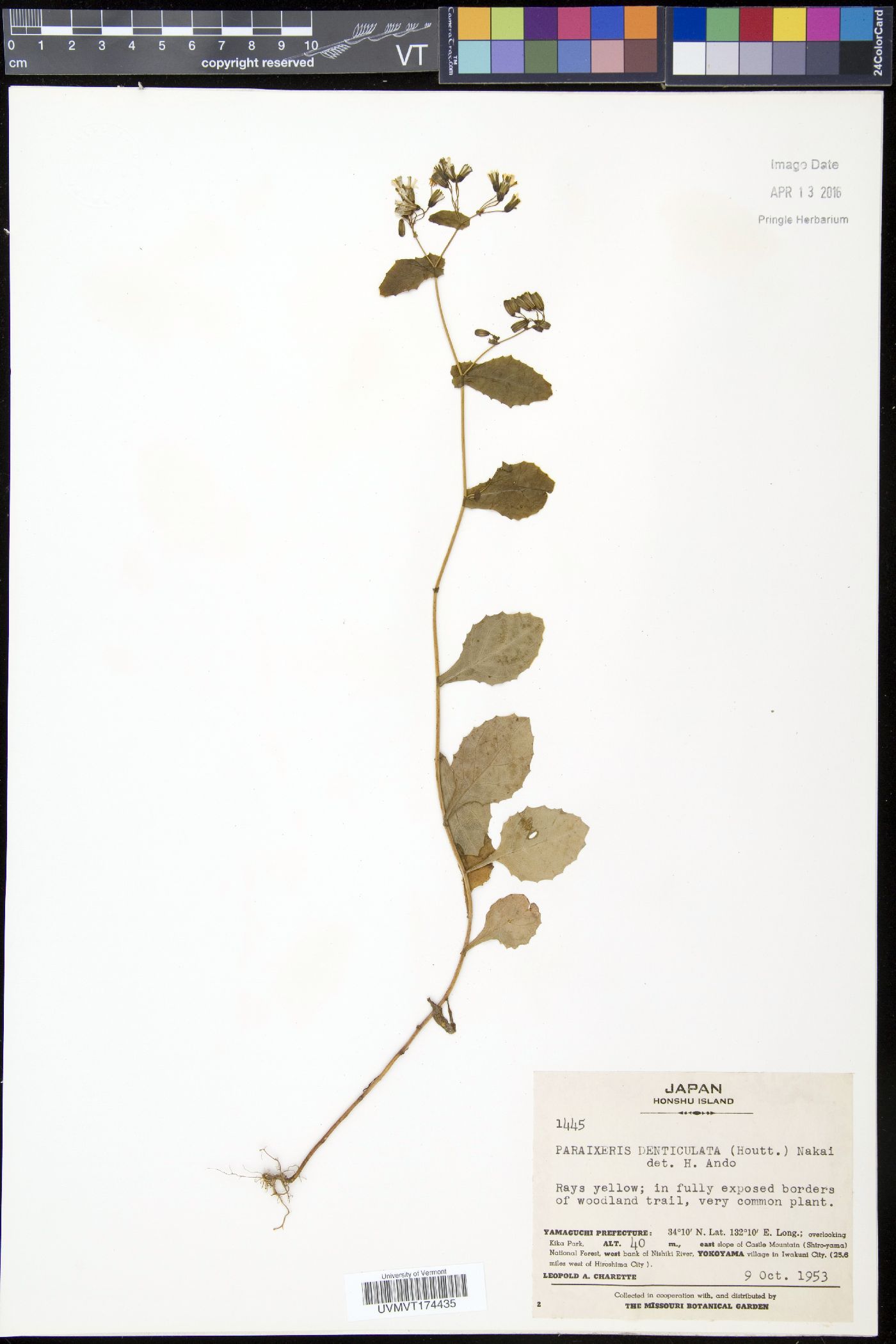 Crepidiastrum denticulatum image