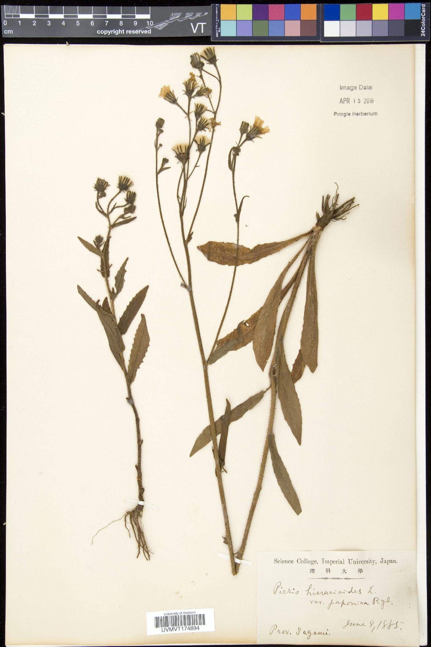 Picris hieracioides subsp. japonica image